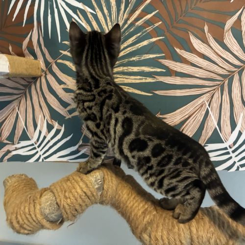 Chaton bengal loof #1