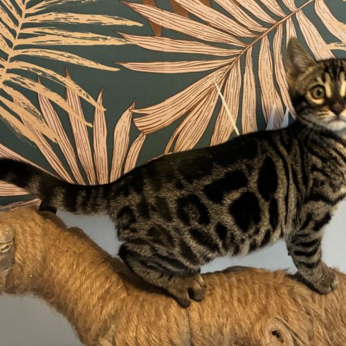 Chaton bengal loof #2