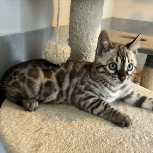 Chaton bengal loof
