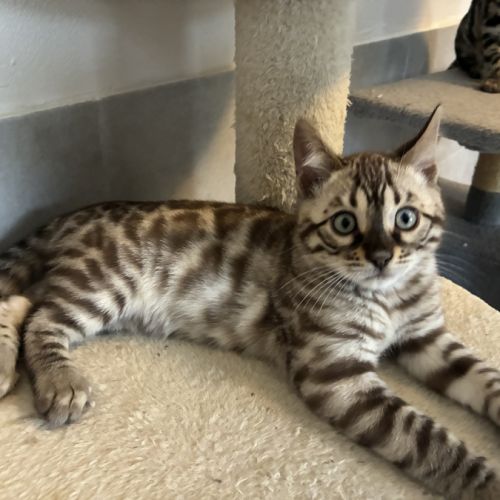 Chaton bengal loof #5