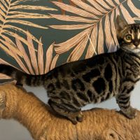 Chaton bengal loof #2