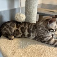 Chaton bengal loof #3