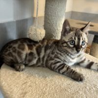 Chaton bengal loof #0