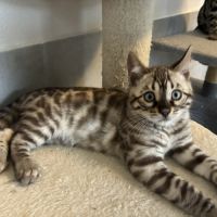 Chaton bengal loof #5
