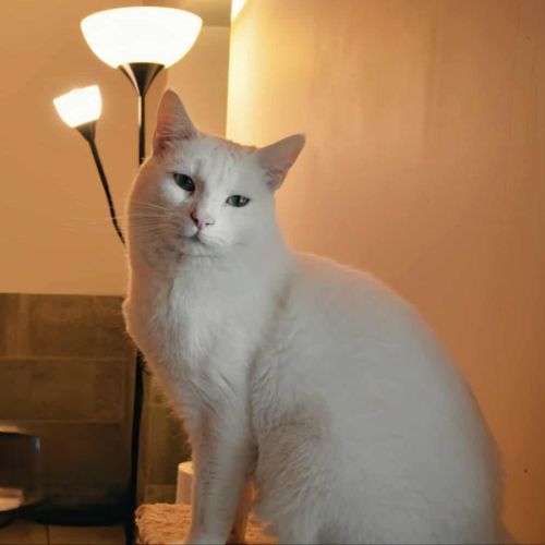 Captain cook à l'adoption