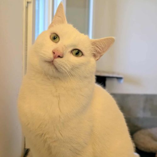 Captain cook à l'adoption #2