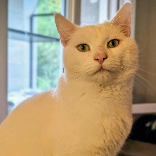 Captain cook à l'adoption #3