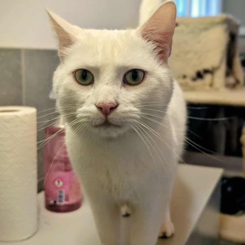 Captain cook à l'adoption #4