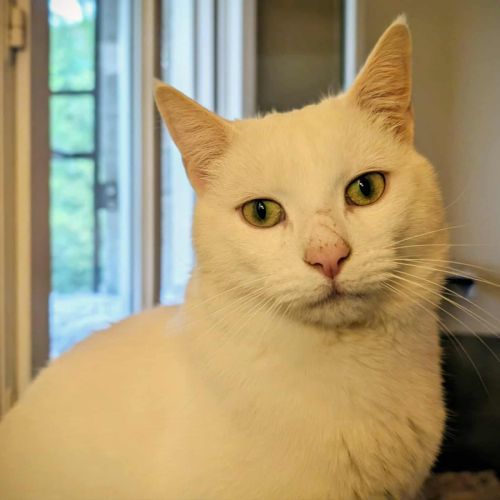 Captain cook à l'adoption #5