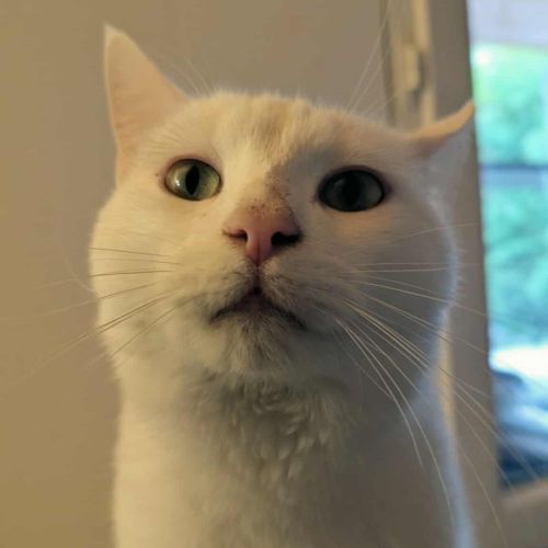 Captain cook à l'adoption #6