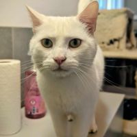 Captain cook à l'adoption #4