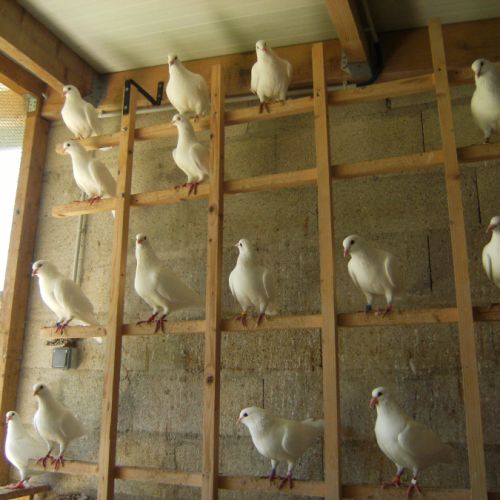 Pigeons reproducteurs hubbell blanc #3