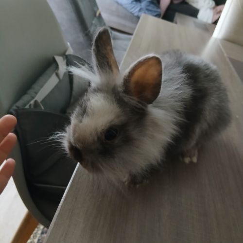 Lapins nains tetes de lion #0