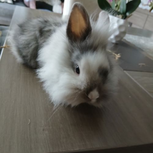 Lapins nains tetes de lion #2