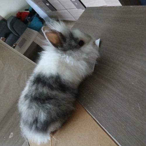 Lapins nains tetes de lion #3