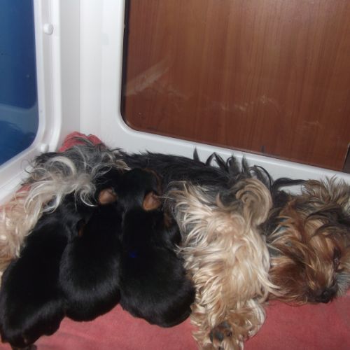 Chiots yorkshire terrier males et femelle #1