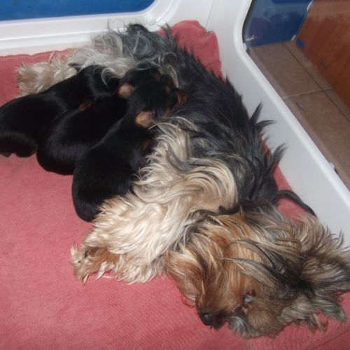 Chiots yorkshire terrier males et femelle #2
