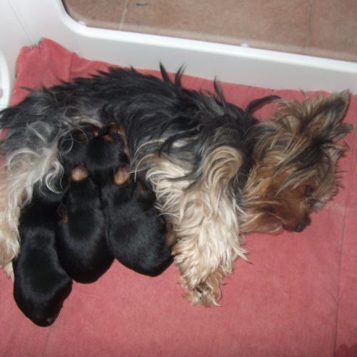 Chiots yorkshire terrier males et femelle