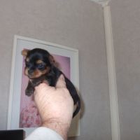 Chiots yorkshire terrier males