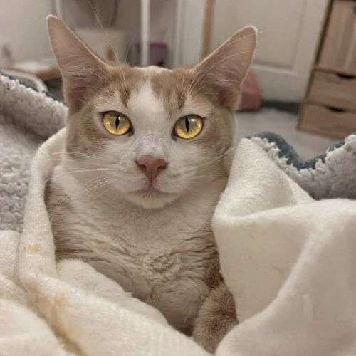 Elbo, joli chaton a l'adoption