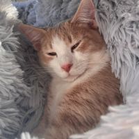 Elbo, joli chaton a l'adoption #1