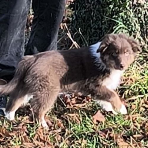 2 chiots mâles disponible de suite #0