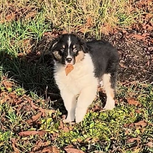 2 chiots mâles disponible de suite #3