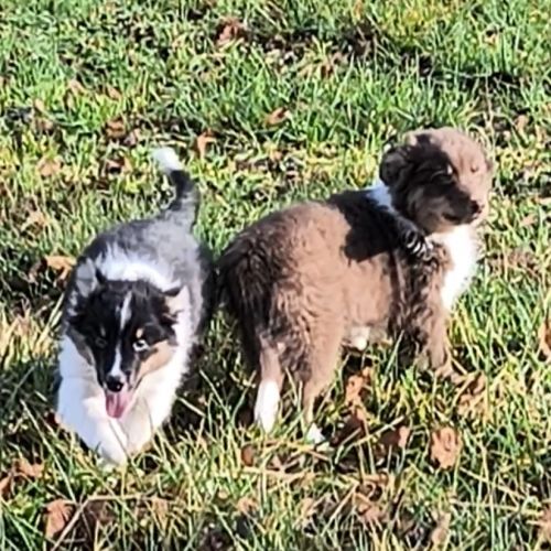 2 chiots mâles disponible de suite #4