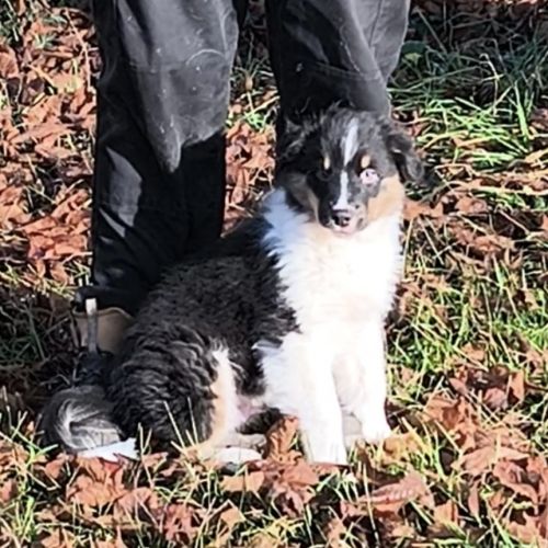 2 chiots mâles disponible de suite #5