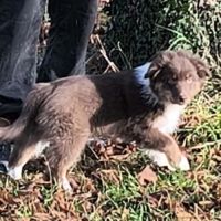 2 chiots mâles disponible de suite