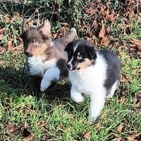 2 chiots mâles disponible de suite #2