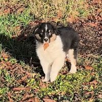 2 chiots mâles disponible de suite #3