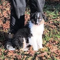 2 chiots mâles disponible de suite #5