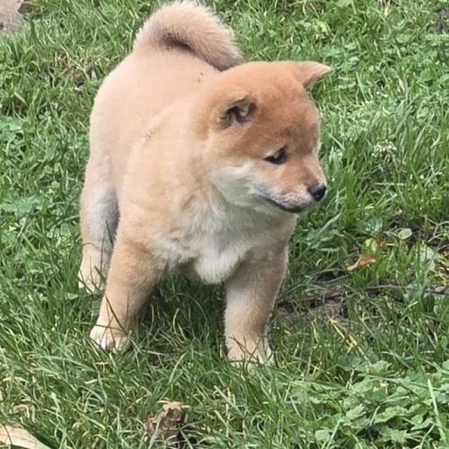 A vendre 5 chiots shiba inu #0