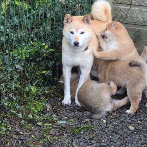 A vendre 5 chiots shiba inu #4
