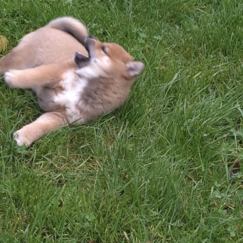 A vendre 5 chiots shiba inu #5