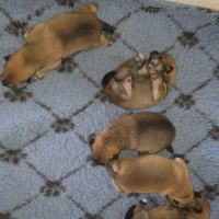 A vendre 5 chiots shiba inu #1