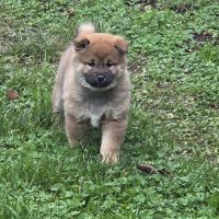 A vendre 5 chiots shiba inu #3