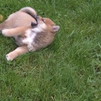 A vendre 5 chiots shiba inu #5