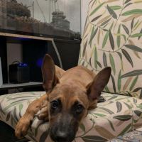 Tanina la malicieuse