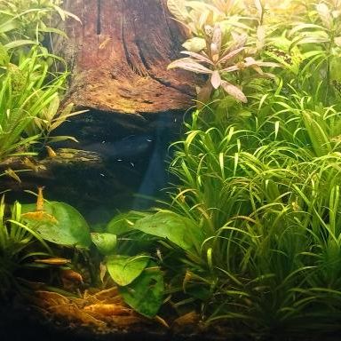 Vends crevettes neocaridina yellow