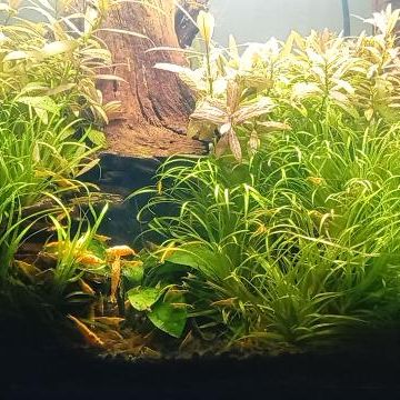 Vends crevettes neocaridina yellow #3
