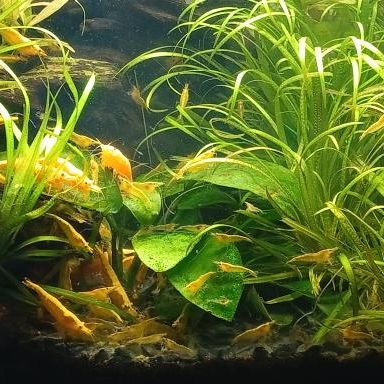 Vends crevettes neocaridina yellow #4