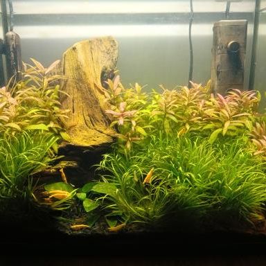 Vends crevettes neocaridina yellow #6