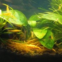 Vends crevettes neocaridina yellow #2
