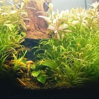 Vends crevettes neocaridina yellow #3