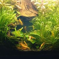 Vends crevettes neocaridina yellow #5