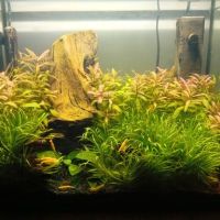 Vends crevettes neocaridina yellow #6