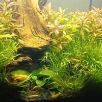 Vends crevettes neocaridina yellow #7