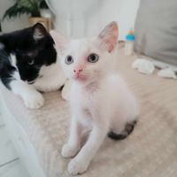 Lily rose, la plus mignonne #2